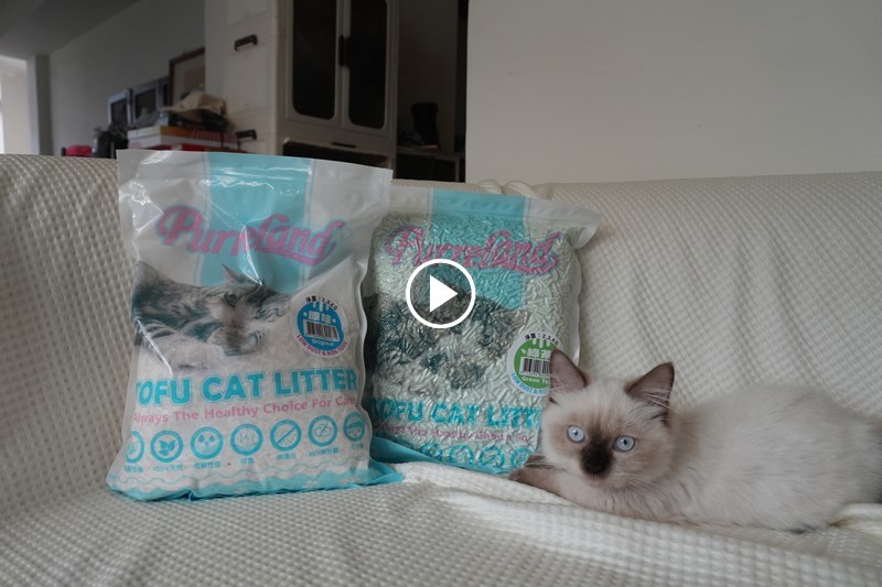 女人知己試用大隊,口碑行銷,部落客行銷,PurreLand 倍淨豆腐貓砂,好市多購買,COSTCO購買,豆腐貓砂,PurreLand倍淨,低粉塵,易清理,可沖馬桶,提供絕佳的除臭與凝結力,豆腐貓砂評價,貓砂評價,使用心得,貓砂分享,好用,原味,綠茶,豆腐砂,水量需完全覆蓋貓砂,水量需貓砂的2~3倍以上,豆腐砂評價,高CP值,划算